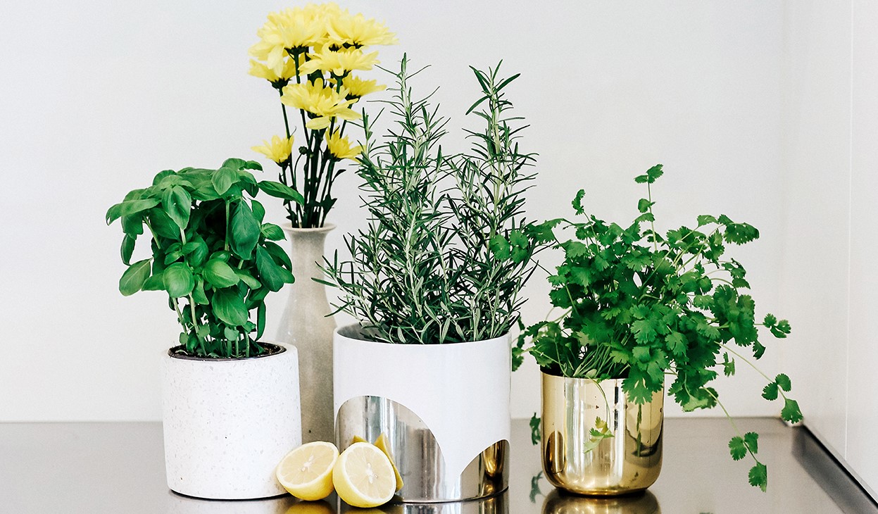 Everything you need to know about choosing indoor plants