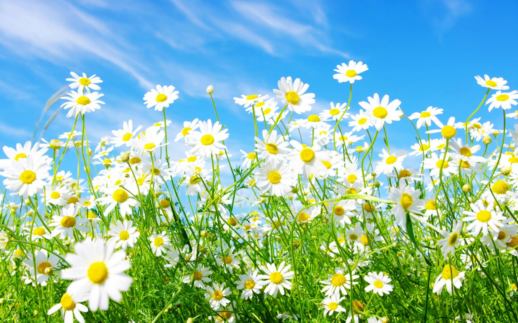 spring spring