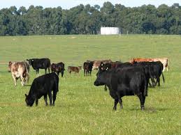 cows cows