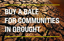 Website story tile - Nationwide drought appeal - Community - Ray White