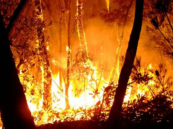 bushfire2 bushfire2