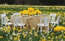 Daffodils