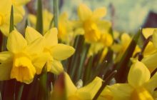 yellow-923182_1280-990x500