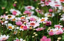 marguerite-1507550_1280-990x500