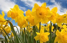 sunny_daffodils-2